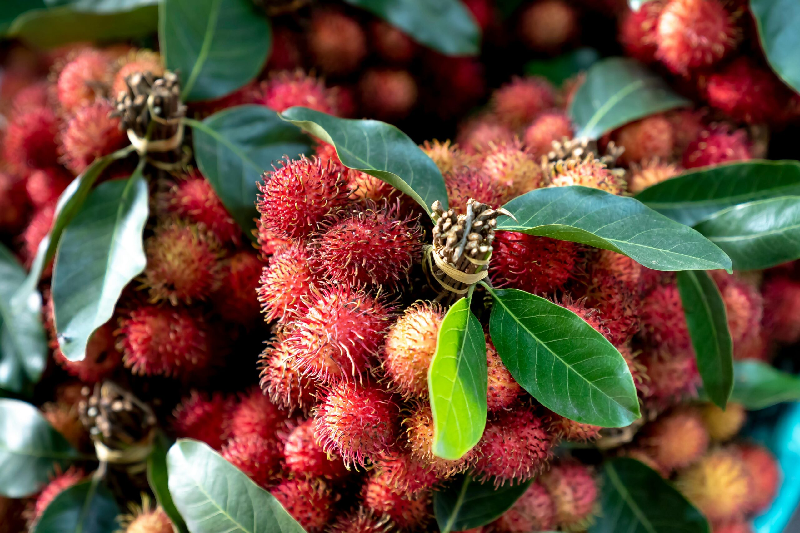 Popular fruit varieties Asia