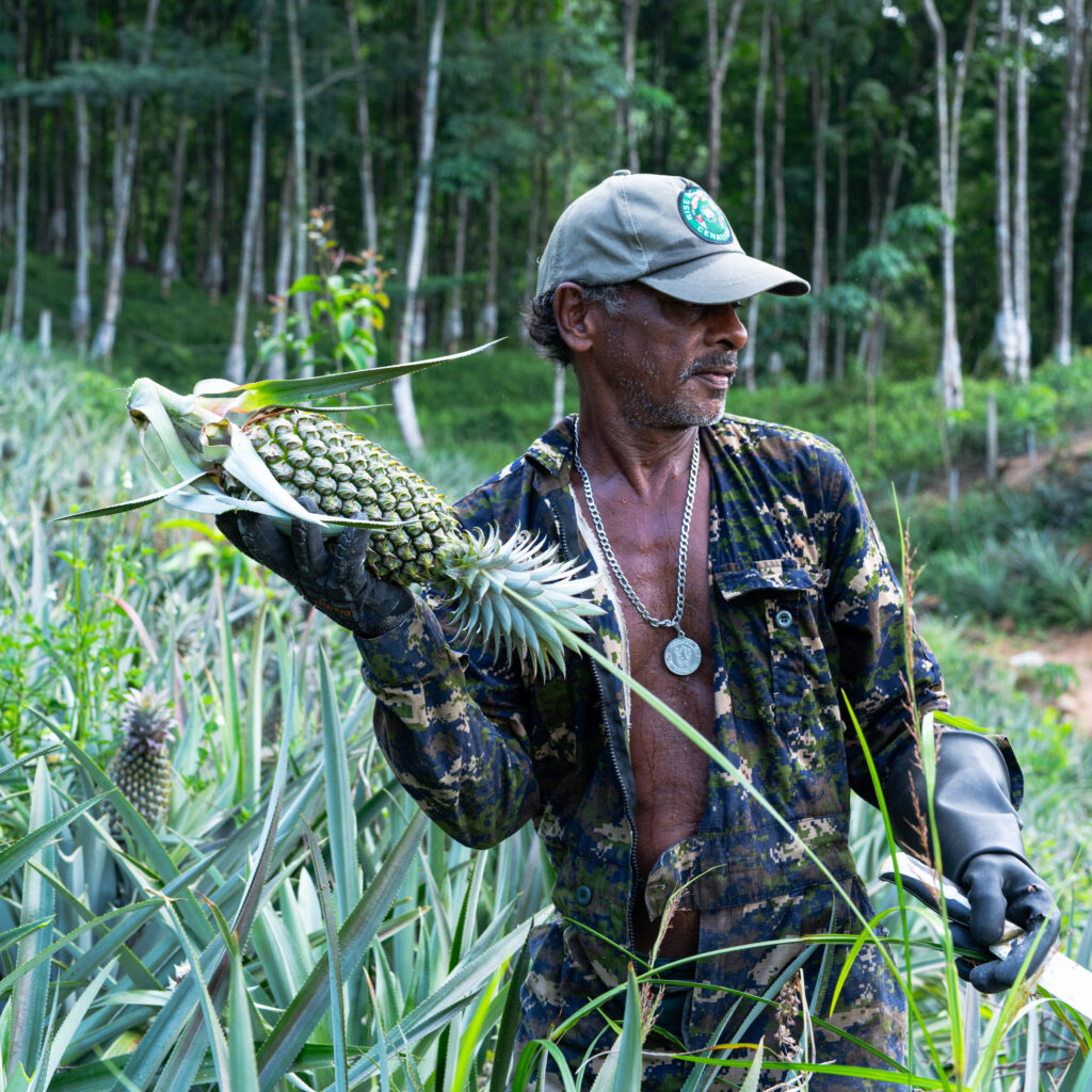 Sri Lankan fruit supply chain