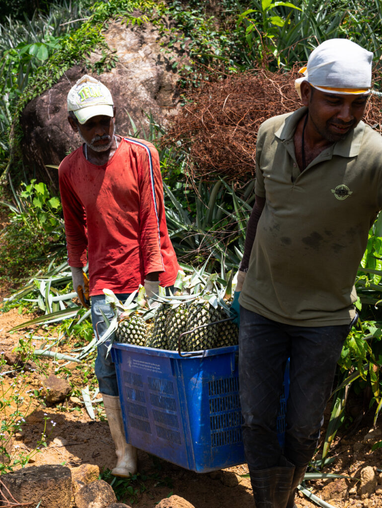 Sri Lankan fruit supply chain