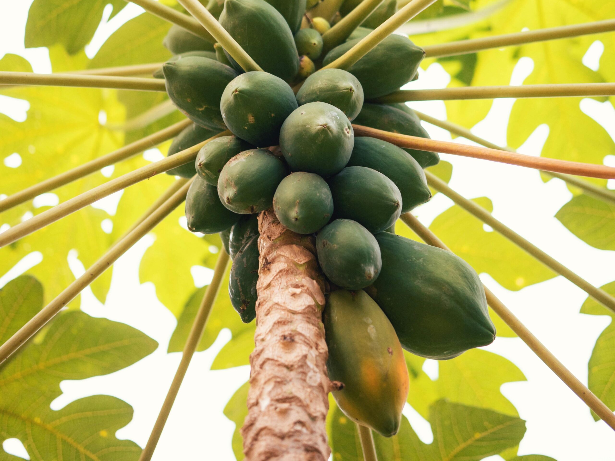 Sri Lankan Tropical Fruits