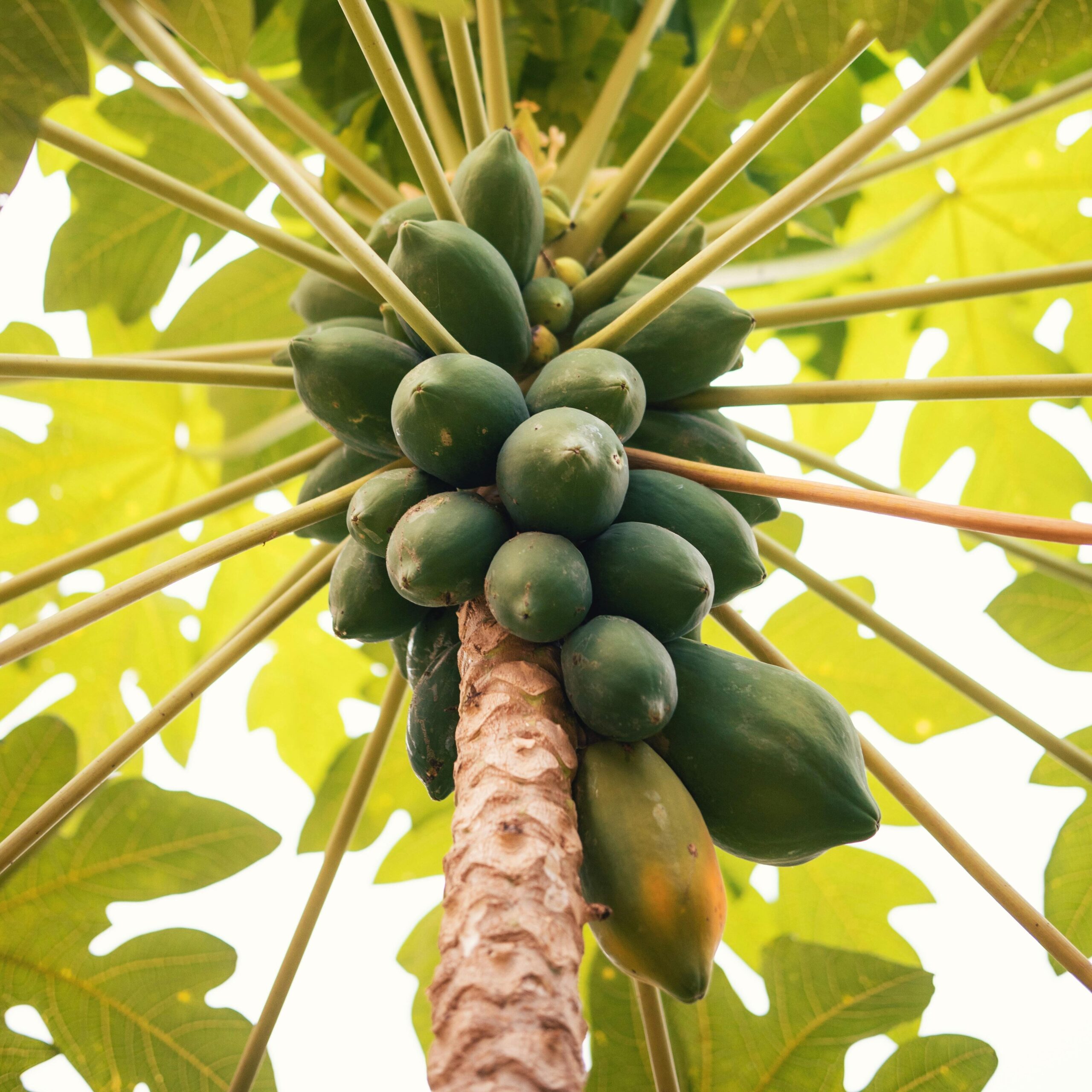 Sri Lankan tropical fruits export